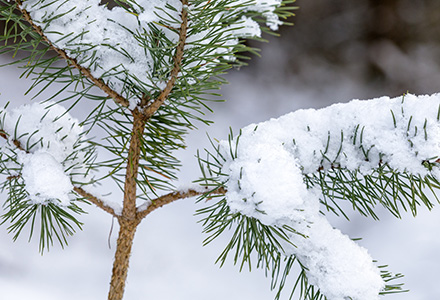 Small snow-covered evergreen tree in forest